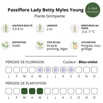 Caractéristiques de la Passiflore Lady Betty Myles Young