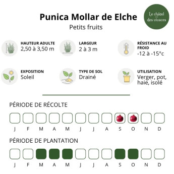 Caractéristiques du Punica granatum Mollar de Elche