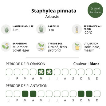 Caractéristiques du Staphylea pinnata