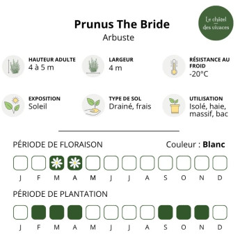Caractéristique du Prunus incisa The Bride