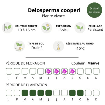 Caractéristiques du Delosperma cooperi Caractéristiques du Delosperma cooperi