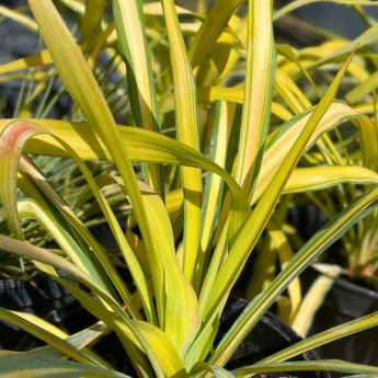 Feuillage du Yucca Banana Split