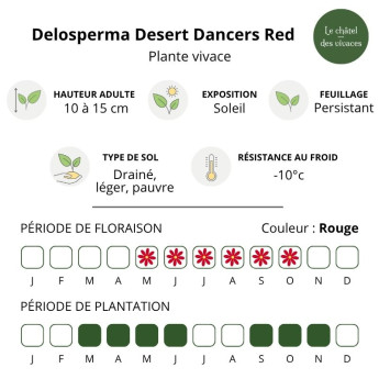 Caractéristiques du Delosperma Desert Dancers Red