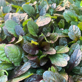 Feuillage de l'Ajuga Midnight Mystery