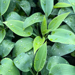 Feuillage de l'Hosta tardiana Halcyon