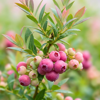 Fruits du Myrtillier corymbosum Pink Lemonade