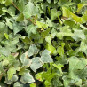 Hedera helix Glacier