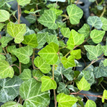 Feuillage de l'Hedera helix Woerner