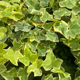 Feuillage de l'Hedera helix Goldchild