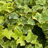 Hedera helix Goldchild