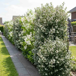 Haie d'arbustes au feuillage persistant et aux fleurs parfumées
