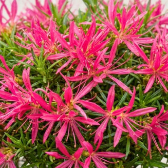 Fleurs roses de l'Azalée japonaise Star Style Pink