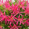 Azalée japonaise Star Style Pink