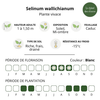 Caractéristiques du Selinum wallichianum