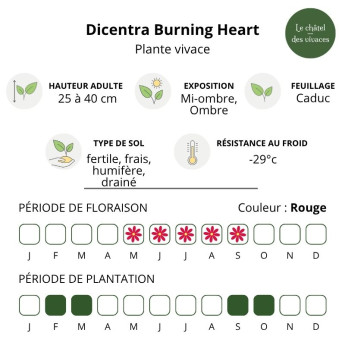 Caractéristiques du Dicentra Burning Heart
