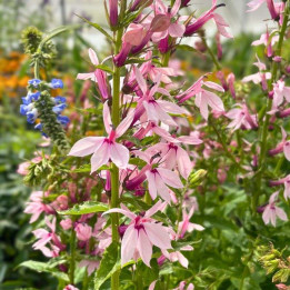 Fleurs roses de la Lobelia Compton Pink