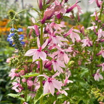 Fleurs roses de la Lobelia Compton Pink