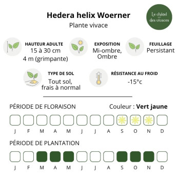Caractéristiques de l'Hedera helix Woerner
