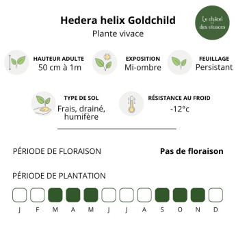 Caractéristiques de l'Hedera helix Goldchild