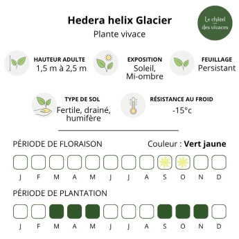Caractéristiques de l'Hedera helix Glacier