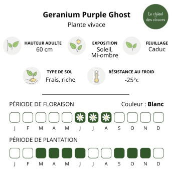 Caractéristiques du Geranium pratense Purple Ghost