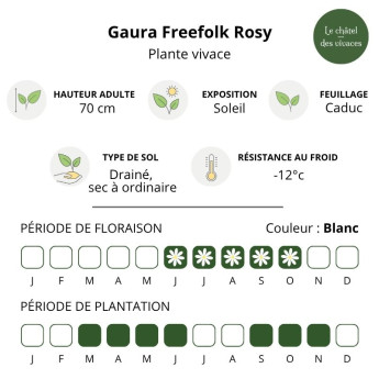 Caractéristiques de la Gaura Freefolk Rosy