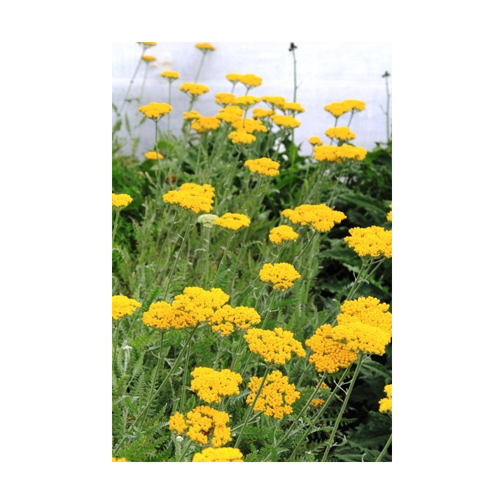 Achillea filipendulina Coronation Gold