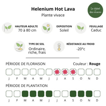 Caractéristiques de l'Helenium Hot Lava