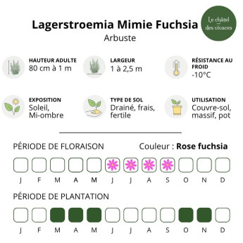 Caractéristiques du Lagerstroemia Mimie Fuchsia