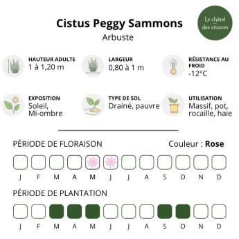 Caractéristiques du Cistus argenteus Peggy Sammons