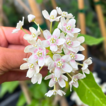 Fleurs du Wattakaka sinensis Variegata
