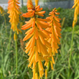 Fleurs du Kniphofia Mango Popsicle
