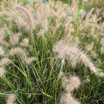 Floraison du Pennisetum alopecuroides Little Bunny