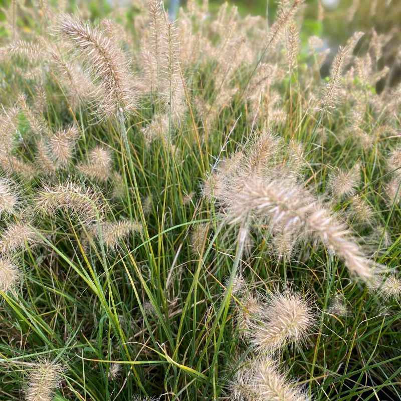 Floraison du Pennisetum alopecuroides Little Bunny Floraison du Pennisetum alopecuroides Little Bunny