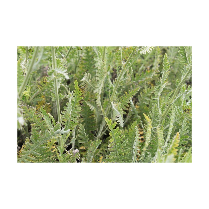 Feuillage de l'Achillea filipendulina Coronation Gold