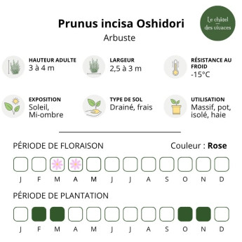 Caractéristiques du Prunus incisa Oshidori