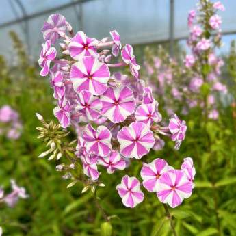 Fleurs rose et blanc du Phlox maculata Natasha