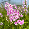 Phlox maculata Natasha