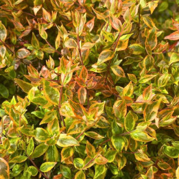 Feuillage de l'Abelia grandiflora Kaleidoscope