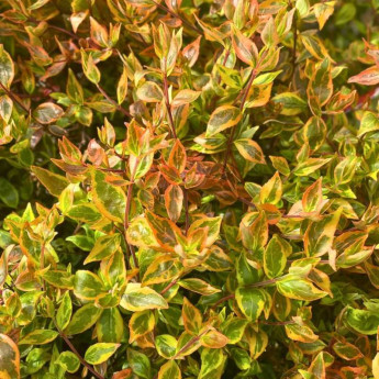 Feuillage de l'Abelia grandiflora Kaleidoscope