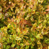 Abelia grandiflora Kaleidoscope