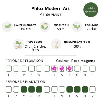 Caractéristiques du Phlox Modern Art
