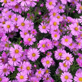 Floraison de l'Aster Wood's Pink