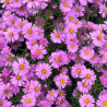 Aster Wood's Pink