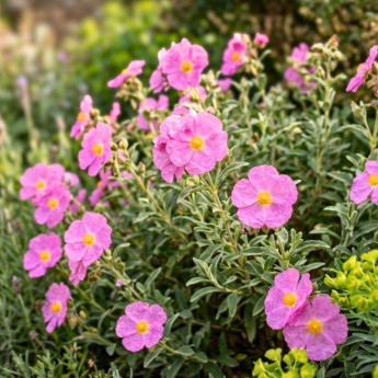 Floraison du Cistus argenteus Peggy Sammons