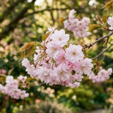 Floraison du Prunus incisa Oshidori