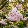 Prunus incisa Oshidori