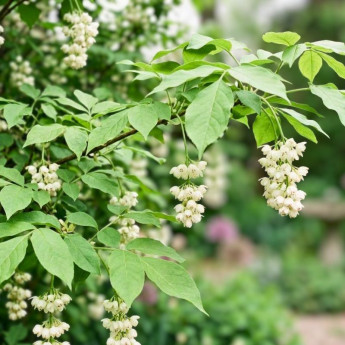Floraison du Staphylea pinnata