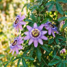 Passiflore Lady Betty Myles Young
