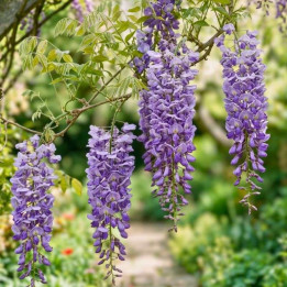 Floraison de la Wisteria floribunda Violacea Plena
